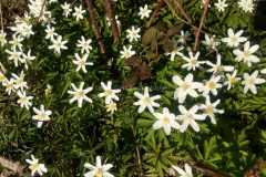 IMG_20200328_161012202_HDR